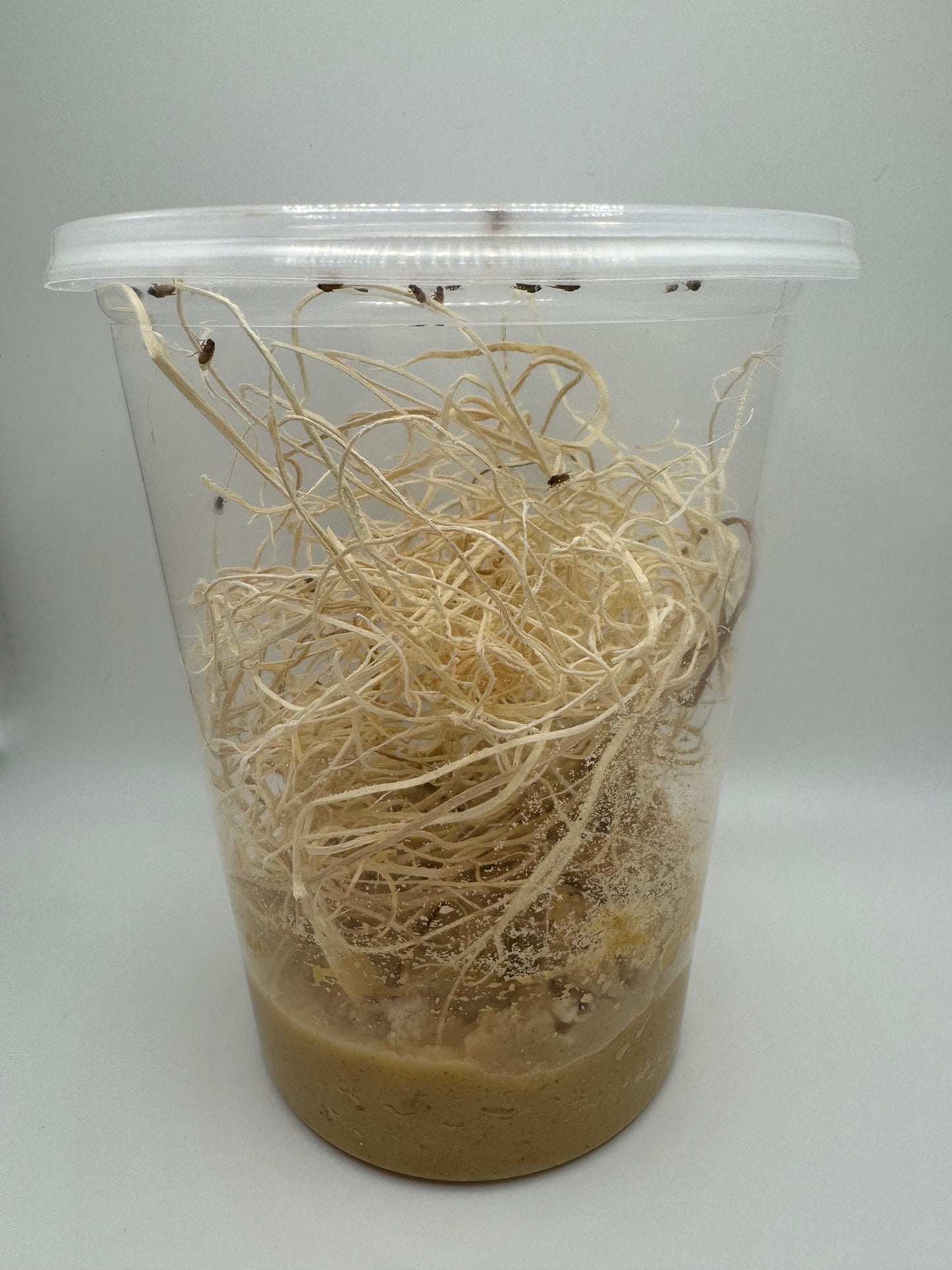 Freshly Started Flightless Golden Hydei Fruit Fly Culture